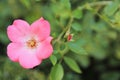 Pink roses floribunda stock photo Royalty Free Stock Photo