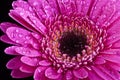Close up Pink Flower