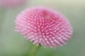 Close-up of a pink flower