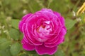 Close-up of a pink flower, Caraca natural park, Minas Gerais, Brazil