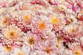 Close up of pink flower aster, daisy Royalty Free Stock Photo