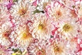Close up of pink flower aster, daisy Royalty Free Stock Photo