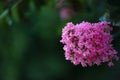 Close-up of pink flower blossoms from a Crete Myrtle Royalty Free Stock Photo