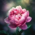 A close up of a pink flower with a blurry background. AI generative image. Royalty Free Stock Photo