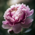 A close up of a pink flower with a blurry background. AI generative image. Royalty Free Stock Photo