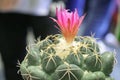 Close up pink flower cactus.Beautiful pink cactus flower blooming in the  garden. Royalty Free Stock Photo