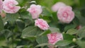 Pink Flower Of Camellia Japonica April Dawn Blush. Camellia Japonicais A Member Of Tea Family Theaceae.