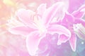 Beautiful abstract sweet color of floral with pink flower buds, pastel color style for background.