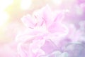 Beautiful abstract sweet color of floral with pink flower buds, pastel color style for background.