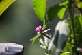 Close up pink flower in garden