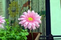 Close-up of pink flower in a garden