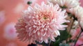 Close up of a pink flower with green stems Royalty Free Stock Photo