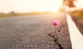 Close up, Pink flower growing on crack street sunset background Royalty Free Stock Photo