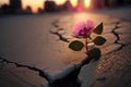 Close up, Pink flower growing on crack street sunset background Generative AI Royalty Free Stock Photo