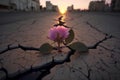 Close up, Pink flower growing on crack street sunset background Generative AI Royalty Free Stock Photo