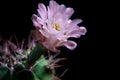 Close up pink flower of gymnocalycium cactus against dark background Royalty Free Stock Photo