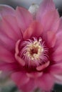 Close up pink flower of gymnocalycium cactus blooming