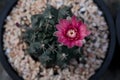 Close up pink flower of gymnocalycium cactus in planting pot