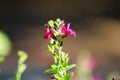 Close up of a pink flower with a honey bee inside surrounded by lush green leaves Royalty Free Stock Photo