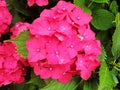 Close-up of the pink flower hydrangea macrophylla Royalty Free Stock Photo