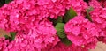 Close up of pink flower hydrangea macrophylla Royalty Free Stock Photo