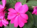 Close up of pink flower Impatiens walleriana