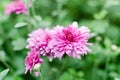 A close up pink flower with little petals named chrysanthemum