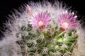 Close up pink flower of mammillaria blooming