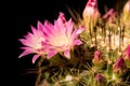 Close up pink flower on Mammillaria boolii cactus