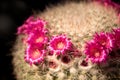 Close up pink flower on Mammillaria boolii cactus