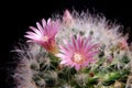 Close up pink flower of mammillaria boscana cactus