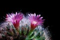 Close up pink flower of mammillaria cactus blooming