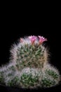Close up pink flower of mammillaria cactus