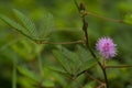 Close up pink flower of Mimosa pudica with green leaf background Royalty Free Stock Photo