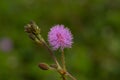 Close up pink flower of Mimosa pudica with green leaf background Royalty Free Stock Photo