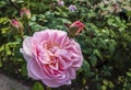 Mid-pink colour of floribunda rose with buds close-up.