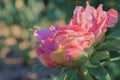 Close-up of a pink flower peony and green leaves in sunny day. Green blurred background. Toned image. Bokeh. Copy space Royalty Free Stock Photo