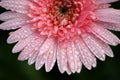 Close up of Pink flower with raindrop