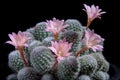 Close up pink flower of rebutia cactus against dark background Royalty Free Stock Photo