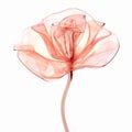 Abstract Minimalist Red Rose X-ray Stock Photo