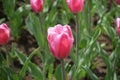 Close up of pink flower of tulip Royalty Free Stock Photo