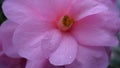 Close up pink flower with water drops Royalty Free Stock Photo