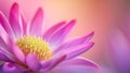 A close up of a pink flower with yellow center, AI