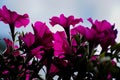 Close-up of pink flowering plant against sky Royalty Free Stock Photo