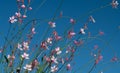 Close-up of pink flowering succulents growing against a blue sky. The flowers are delicate. The styles are Royalty Free Stock Photo