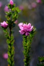 Close up of pink flowers of the Australian Native Rose, Boronia serrulata, family Rutaceae Royalty Free Stock Photo