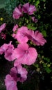 Close-up of pink flowers on a background of green leaves. Beautiful flowers in the form of a gramophone. Royalty Free Stock Photo