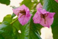 Close up on pink flowers of bougainvillea in Caceres, Spain. Vivid greenery growing in the patio outdoors Royalty Free Stock Photo