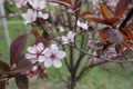 Closeup of pink flowers on branch of Prunus pissardii in spring Royalty Free Stock Photo