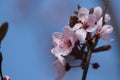 Close up of pink flowers and brown leaves, blooming plum tree Royalty Free Stock Photo